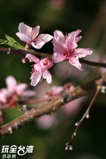 Da Kuan Peach Farm Resort Hualing Екстериор снимка